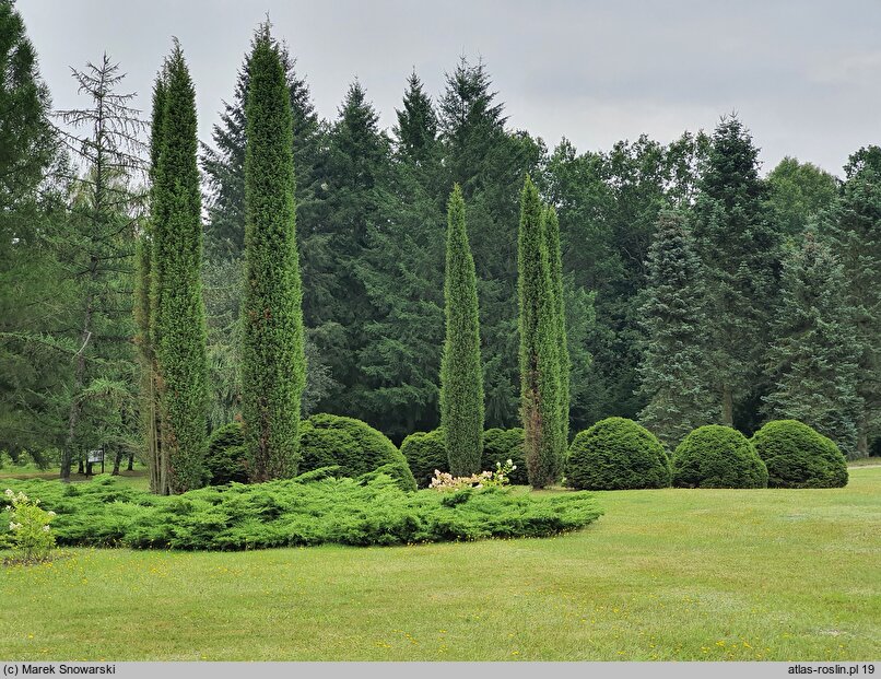 Juniperus communis Columnaris