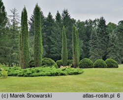 Juniperus communis Columnaris