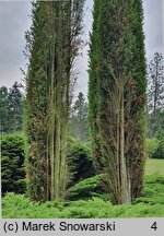 Juniperus communis Columnaris