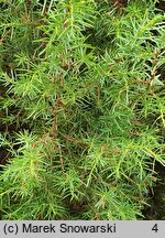 Juniperus communis Columnaris