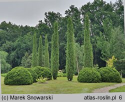 Juniperus communis Columnaris