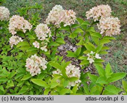 Hydrangea paniculata Magical Candle