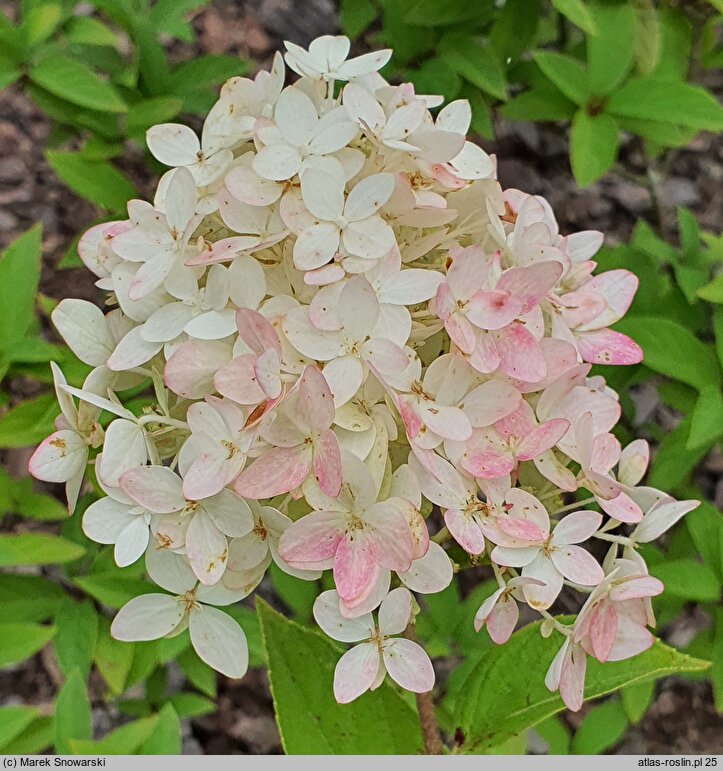 Hydrangea paniculata Magical Candle