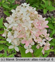 Hydrangea paniculata Magical Candle