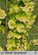 Ulmus ×hollandica Wredei