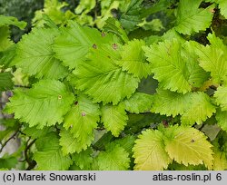 Ulmus ×hollandica Wredei