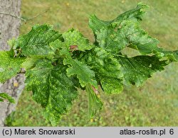 Ulmus ×hollandica Dampieri