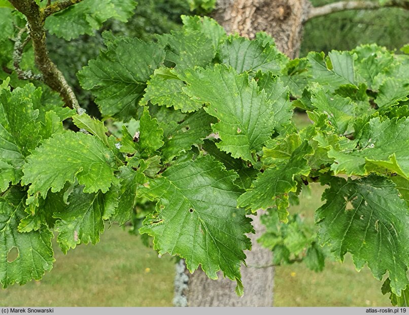 Ulmus ×hollandica Dampieri