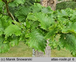 Ulmus ×hollandica Dampieri