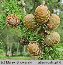 Larix kaempferi (modrzew japoński)