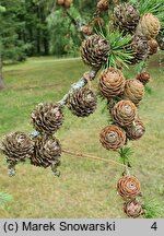 Larix kaempferi (modrzew japoński)