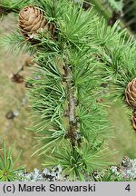 Larix kaempferi (modrzew japoński)