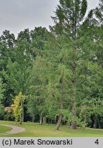 Larix kaempferi (modrzew japoński)