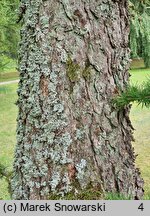 Larix kaempferi (modrzew japoński)