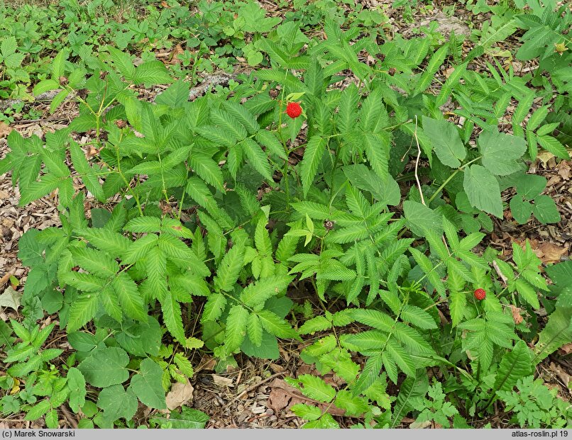 Rubus illecebrosus (jeżyna (malina) ponętna)