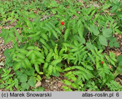 Rubus illecebrosus (jeżyna (malina) ponętna)