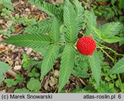 Rubus illecebrosus (jeżyna (malina) ponętna)