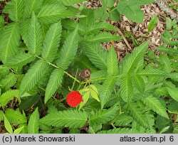 Rubus illecebrosus (jeżyna (malina) ponętna)