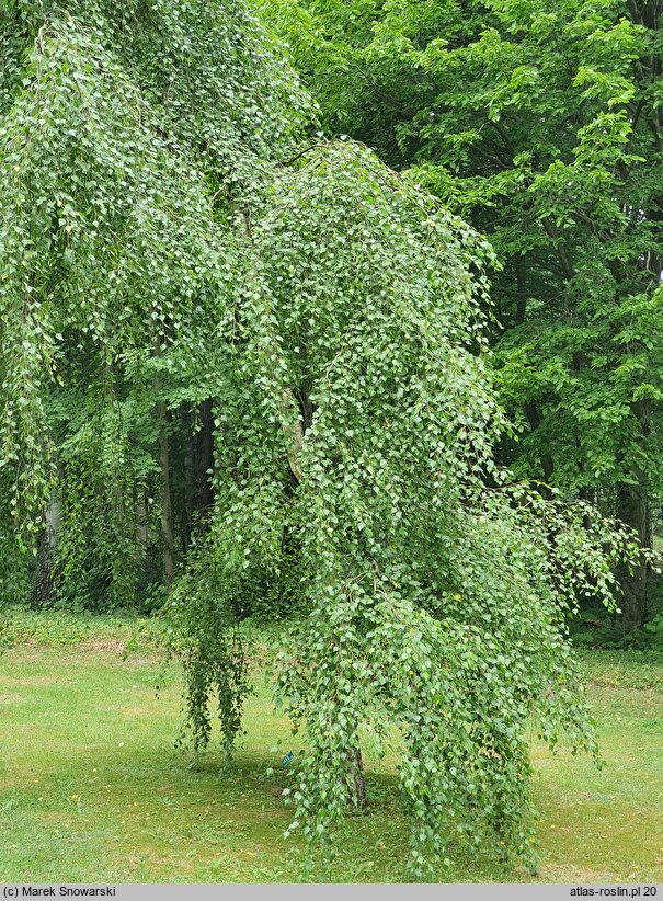 Betula pendula Youngii