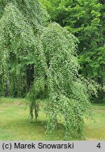 Betula pendula Youngii