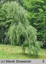 Betula pendula Youngii