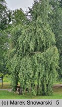 Betula pendula Youngii