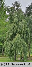 Betula pendula Youngii