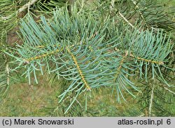 Abies concolor (jodła jednobarwna)