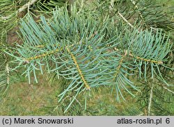 Abies concolor (jodła jednobarwna)