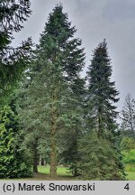 Abies concolor (jodła jednobarwna)