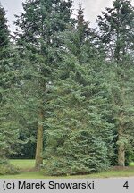 Picea pungens (świerk kłujący)