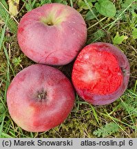 Malus Aldenham Purple