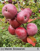 Malus Aldenham Purple