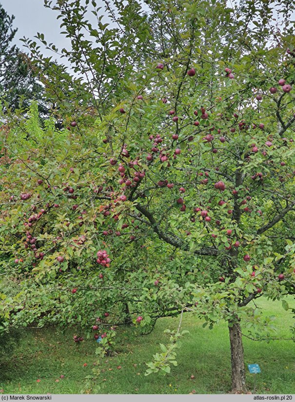 Malus Aldenham Purple