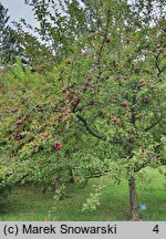 Malus Aldenham Purple