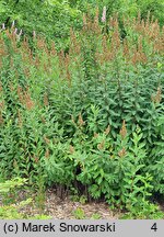 Spiraea salicifolia (tawuła wierzbolistna)