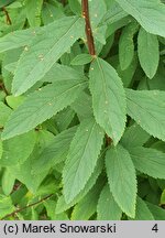 Spiraea salicifolia (tawuła wierzbolistna)