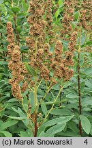 Spiraea salicifolia (tawuła wierzbolistna)