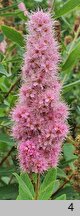 Spiraea salicifolia (tawuła wierzbolistna)