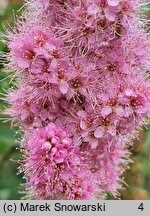 Spiraea salicifolia (tawuła wierzbolistna)