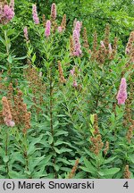 Spiraea salicifolia (tawuła wierzbolistna)