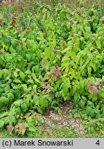 Spiraea japonica Macrophylla