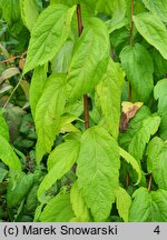 Spiraea japonica Macrophylla