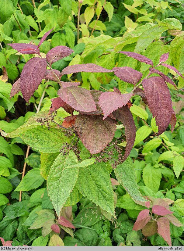 Spiraea japonica Macrophylla