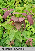 Spiraea japonica Macrophylla