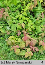 Spiraea japonica Macrophylla