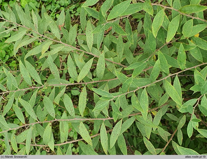 Spiraea ×cinerea Grefsheim