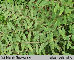 Spiraea ×cinerea Grefsheim