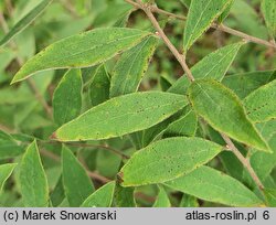 Spiraea ×cinerea Grefsheim