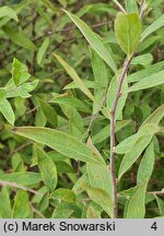 Spiraea ×cinerea Grefsheim